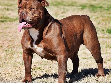 facts about olde english bulldogge.